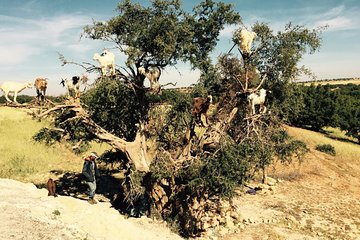 Day tour from Marrakech to Atlantic Ocean and Essaouira Mogador
