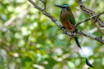 Bird Watching in Sian Ka´an and Muyil Archaeological Site