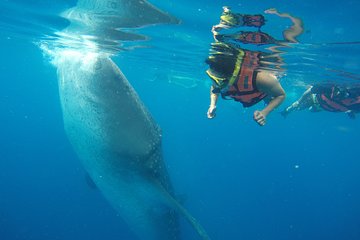 Private Whale Shark Tour from Playa del Carmen