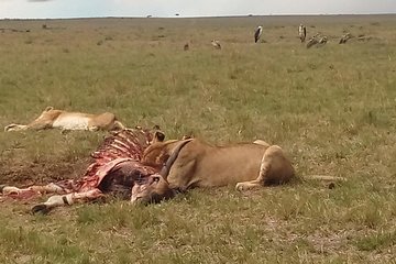 2 Days Safari to Maasai Mara NR - Mid range.