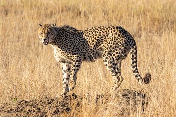 Private Tour : Africa's Big 5 Aquila Safari & Wine 