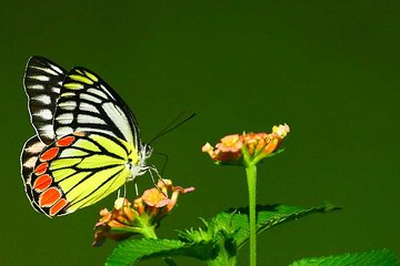 Dragonfly and butterfly watching Tour (9 Days)