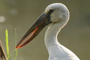 Birdwatching at Diyasaru Uyana from Mount Lavinia