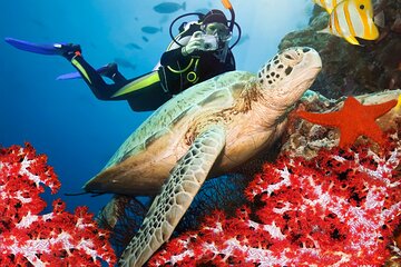 Discover Scuba Diving in Bentota