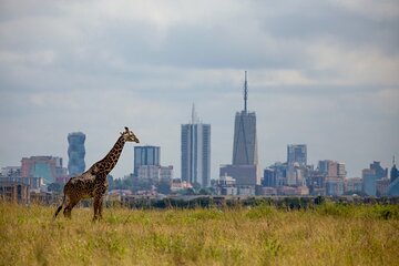 Half-Day Private Guided Safari Tour to Nairobi National Park