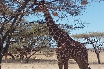 3 Days Safari to Samburu N/R and Ol Pejeta Conservancy.- Luxury.