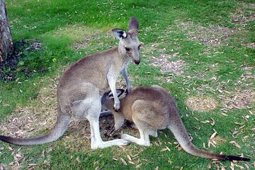 Walking with Wild Kangaroos Private Half-Day Trip from Sydney