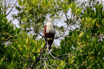 Birdwatching Walk in Anawilundawa Sanctuary from Kalpitiya