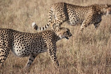 Best South Africa Tour to Kruger National Park and Cape Town