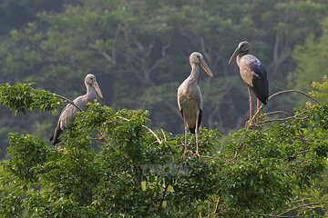 1-day Thung Nham Bird Watching and Hoa Lu ancient town 