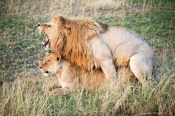 Serengeti and Ngorongoro Crater Private Lodge Tour (3 Days)