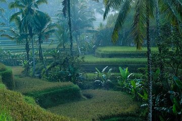 Best of Ubud: Private All-Inclusive Tour with Jungle Swing