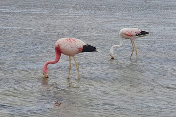 5 Days Safari Tsavo East NP Taita Hill Wildlife Sanctuary Amboseli NP-Mid range.