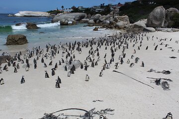 Private Visit To Hermanus Whale Watching Penguins And Winery + All fees included