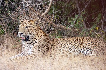 Yala National Park Safari from Bentota