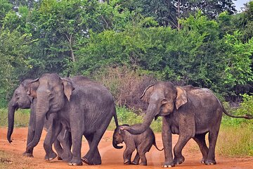 Udawalawe National Park Safari from Galle