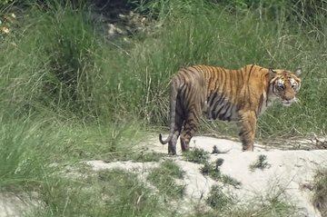 5 Days Bardia National Park Tour with Palpa Overnight Stay
