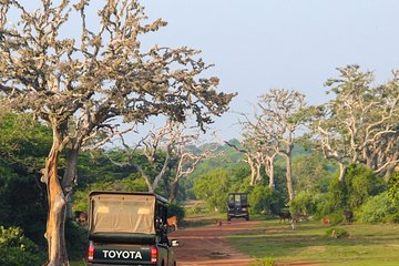 Bundala National Park Safari from Mirissa