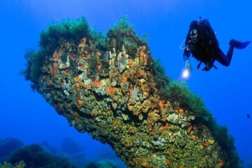 "Professional diving course" for 4 days of amazing sea life