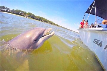 Hilton Head Dolphin Tour with Stop at Disappearing Island