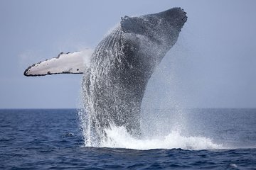 Whale Watching Boat Tour from Hikkaduwa