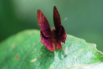 Private Half-Day Tour of Butterfly Sanctuary with Goan Meal