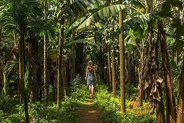 Private Tour of Butterfly Sanctuary and Spice Plantation