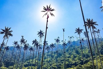 Cocora, Salento and Coffee Experience