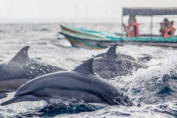 Dolphin Watching Boat Tour in Kalpitiya