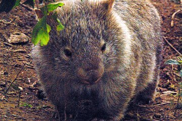 Walking with Wild Wombats Private Day Trip from Sydney