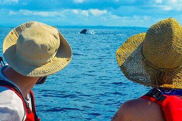 Whale Watching Boat Tour from Ahungalla