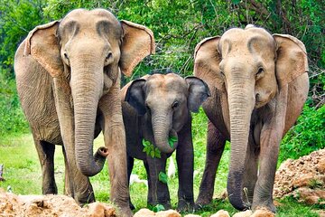 Yala National Park Safari from Beruwala