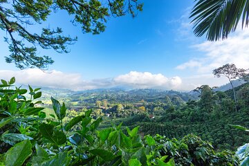 Full Day Tour of Cocora Valley, Salento, and Coffee Farm Tour (from Salento)