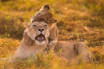 Half Day Nairobi National Park