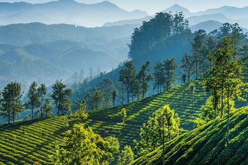 Day Trip to Munnar (Guided Sightseeing Tour by Car from Madurai)