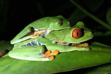 Night Tour Manuel Antonio or Monteverde 