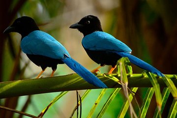 Birdwatching in Coba from Tulum