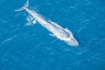 Aerial Whale Watching by Airplane from Koggala Airport (KCT)