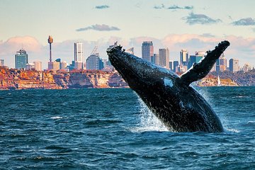 Whales of Sydney Boat Safari