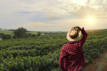 Full Day Coffee Farm Visit and Coffee Experience near Medellin