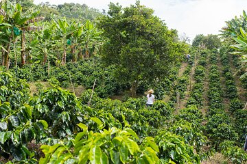 Express Coffee Tour near Medellin