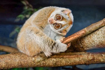 Loris Watching from Sigiriya