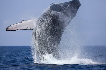 Whale Watching Boat Tour from Balapitiya