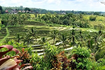 Jatiluwih Rice Terrace and Tanah Lot Sunset Tour