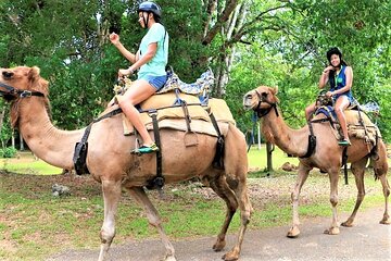 Camel Riding Outback Adventure Tour from Ocho Rios