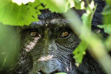 4-Day Bwindi Impenetrable National Park Private Safari Tour 