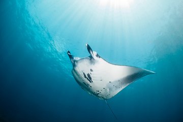Scuba Diving 3 dives including Manta Rays at Nusa Penida 