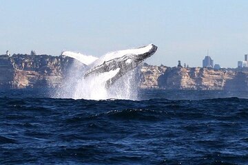 Sydney Harbour Ferry with Taronga Zoo Entry and Whale Watching Cruise