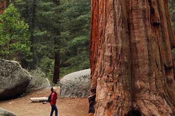 Giant Redwoods Tour Including a 5-Course Winery Lunch