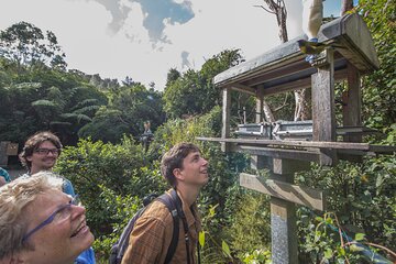 Small Group Daytime 2-Hour Eco Wildlife Tour at Zealandia